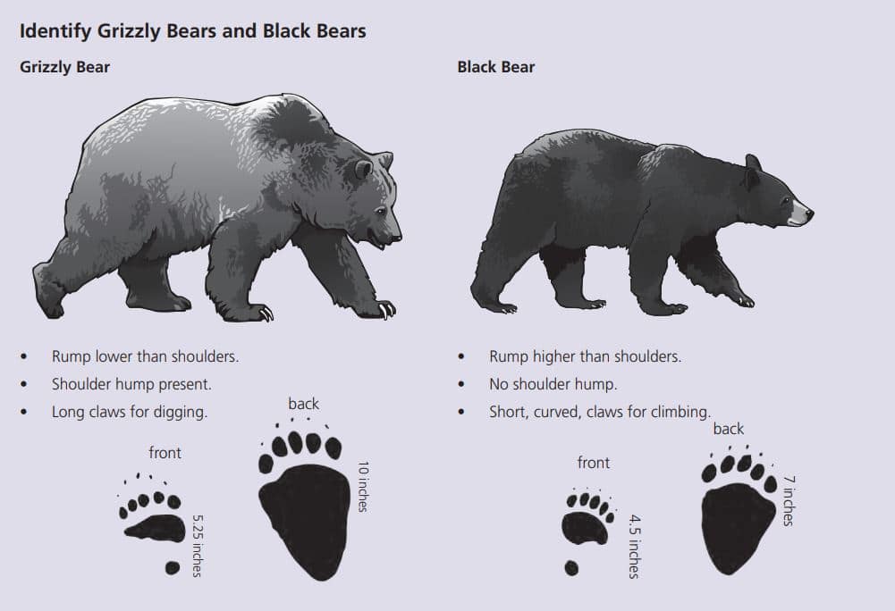 How Big is a Grizzly Bear? Khám Phá Kích Thước Ấn Tượng Của Gấu Xám