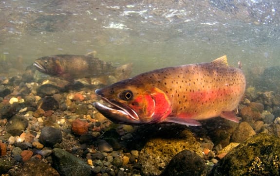 Native Fish Conservation Program in Yellowstone - Yellowstone Forever